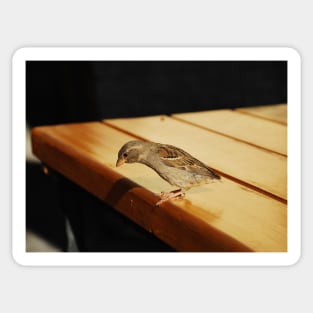 House Sparrow Sticker